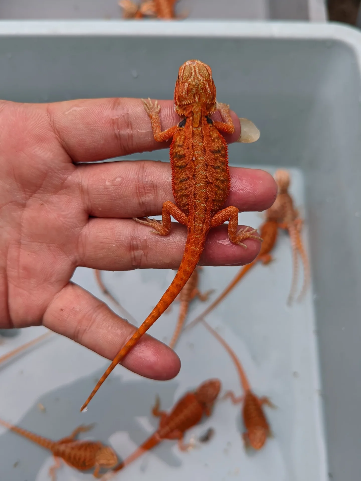Vibrant Red  Bearded Dragon