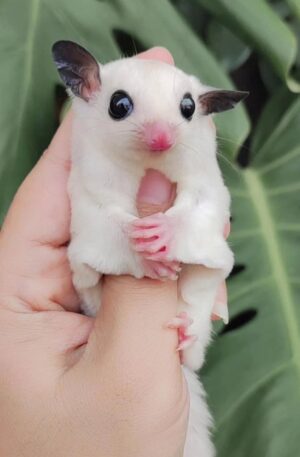 White (Leucistic) with dark ears and pink features.
Male
