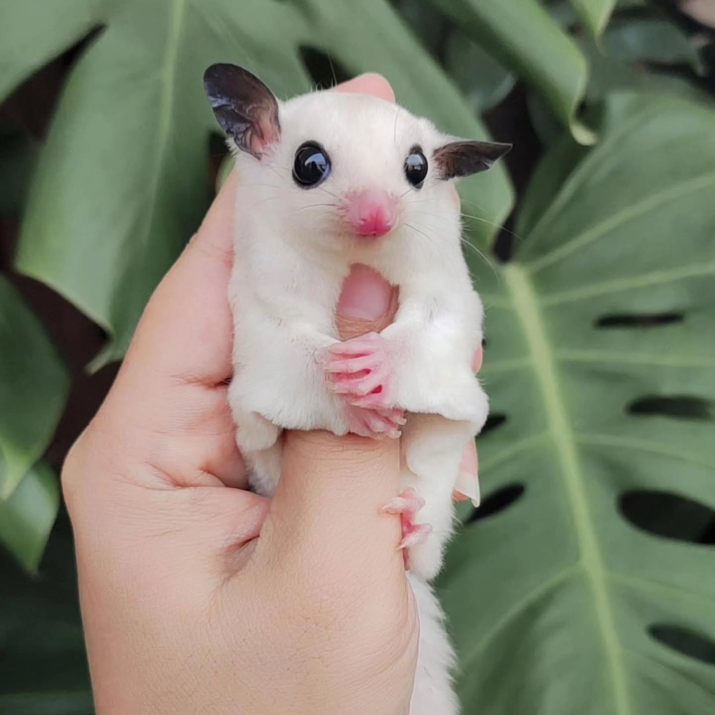White (Leucistic) with dark ears and pink features.
Male