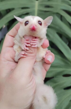 Cream / Light Leucistic (soft cream-white coat) with pink nose, ears, and paws.
Female
