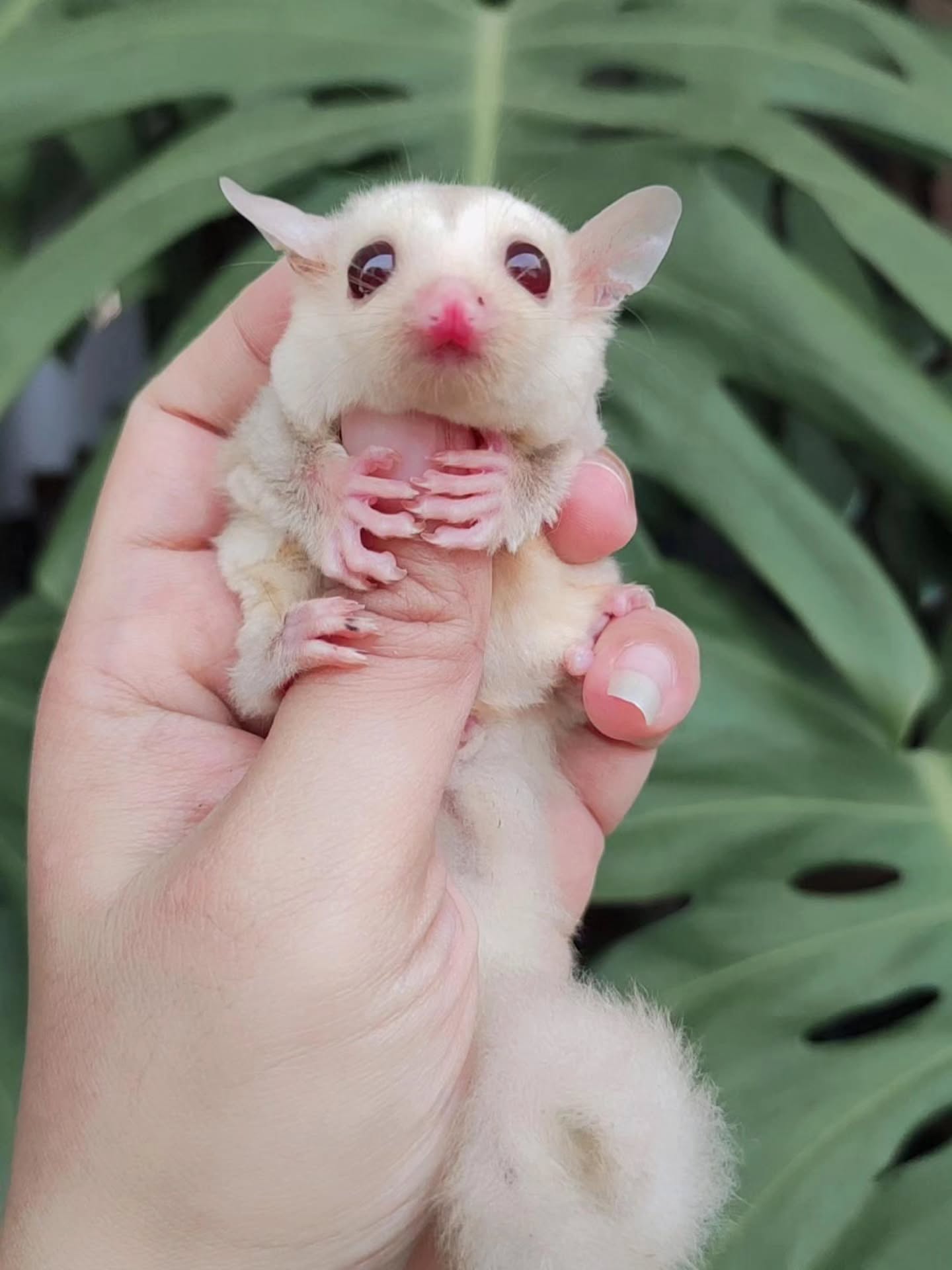 Cream / Light Leucistic (soft cream-white coat) with pink nose, ears, and paws.
Female