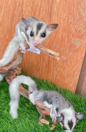 Classic Grey.
Male and Female.
The Price Below is for Both