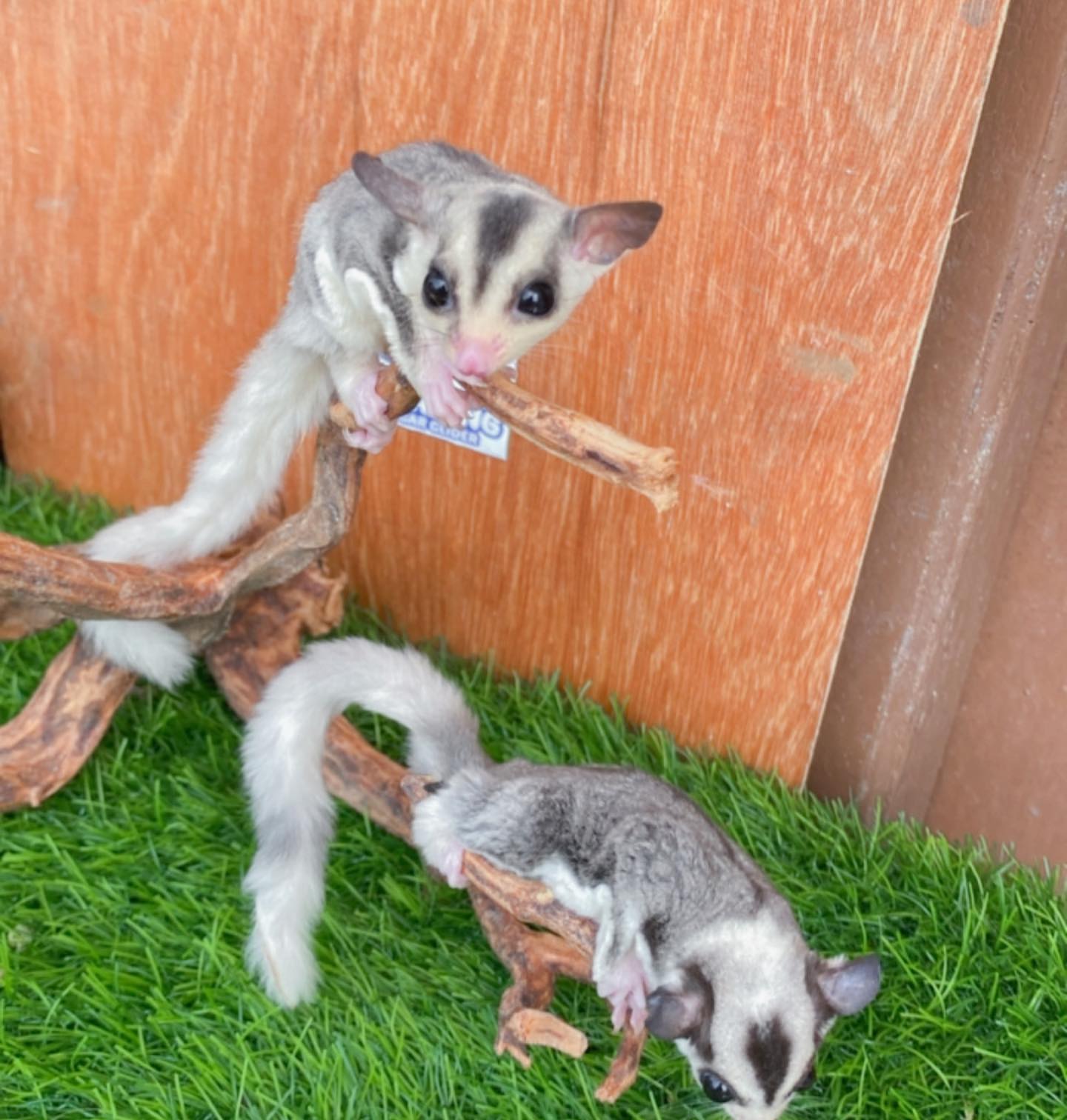 Classic Grey.
Male and Female.
The Price Below is for Both