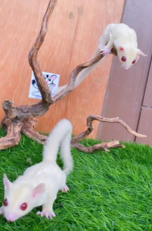 Albino.
Females.
The Price Below is for Both
