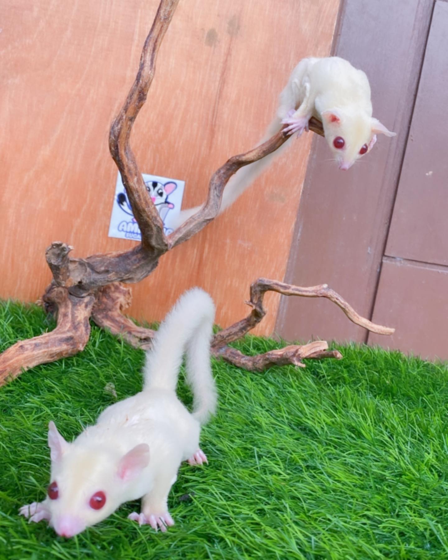 Albino.
Females.
The Price Below is for Both