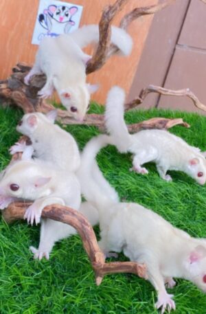 Albino.
The Price Below is for One