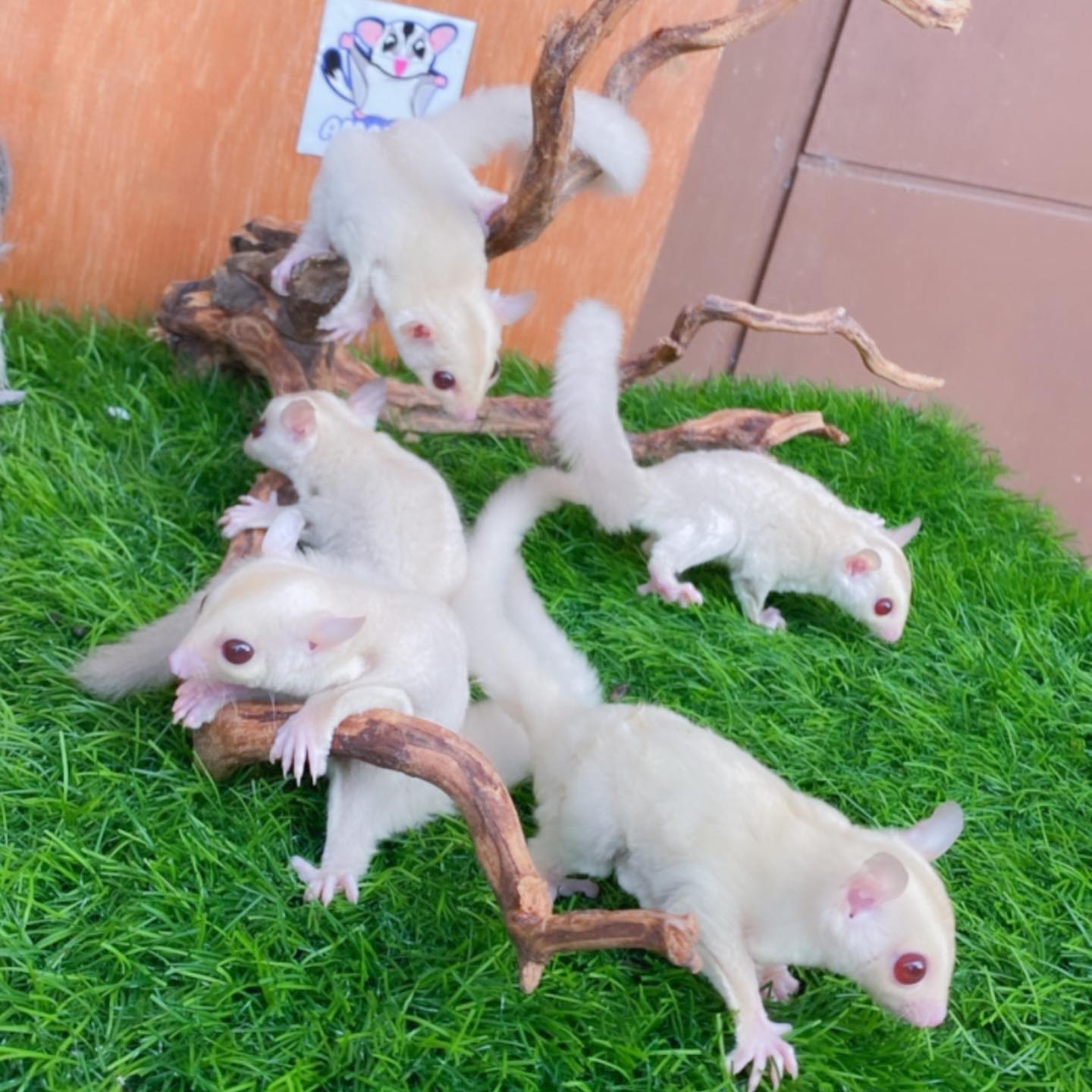 Albino.
The Price Below is for One