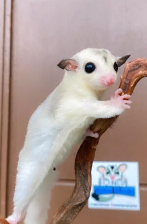 White (Leucistic) with dark ears and pink features.
Female