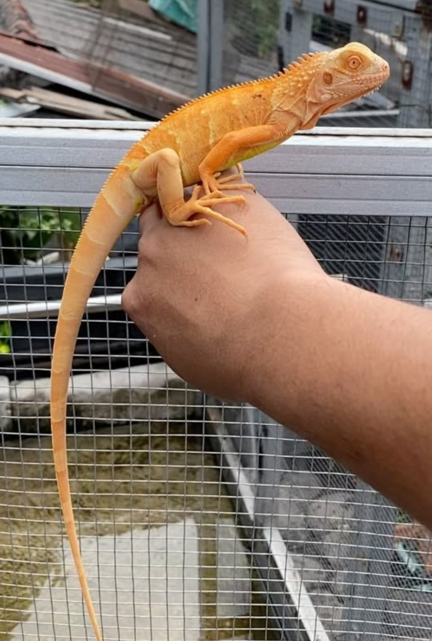 Make Super Orange Iguana – Vibrant, Healthy & Captivating - Image 2