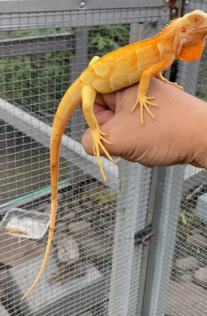 Make Super Orange Iguana – Vibrant, Healthy & Captivating