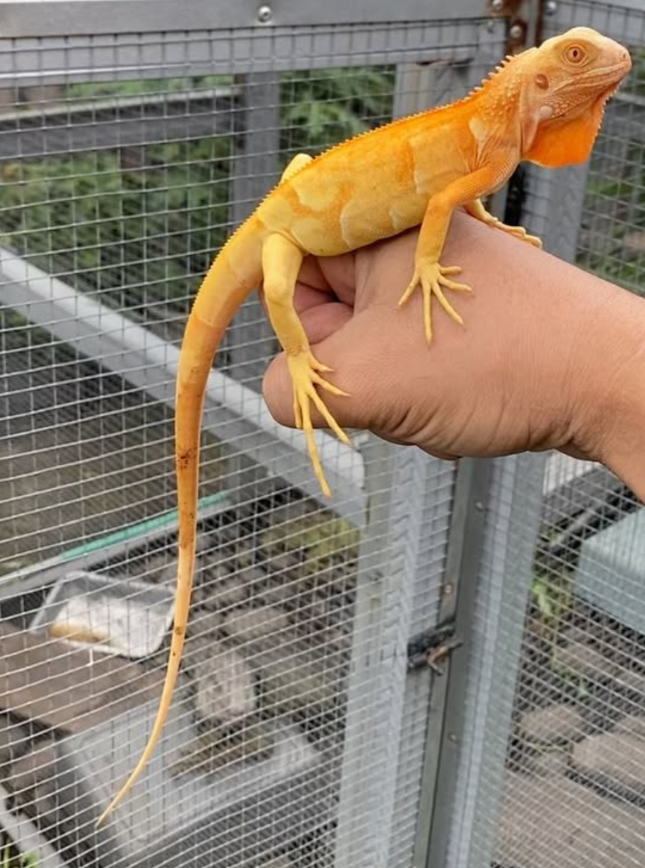 Make Super Orange Iguana – Vibrant, Healthy & Captivating