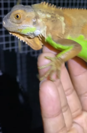 Green Iguana – Healthy & Vibrant
male