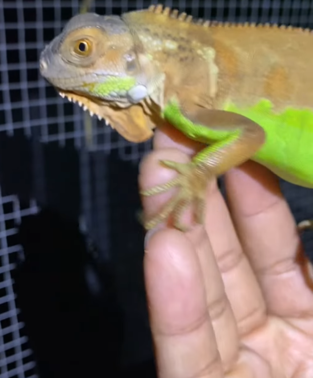 Green Iguana – Healthy & Vibrant
male