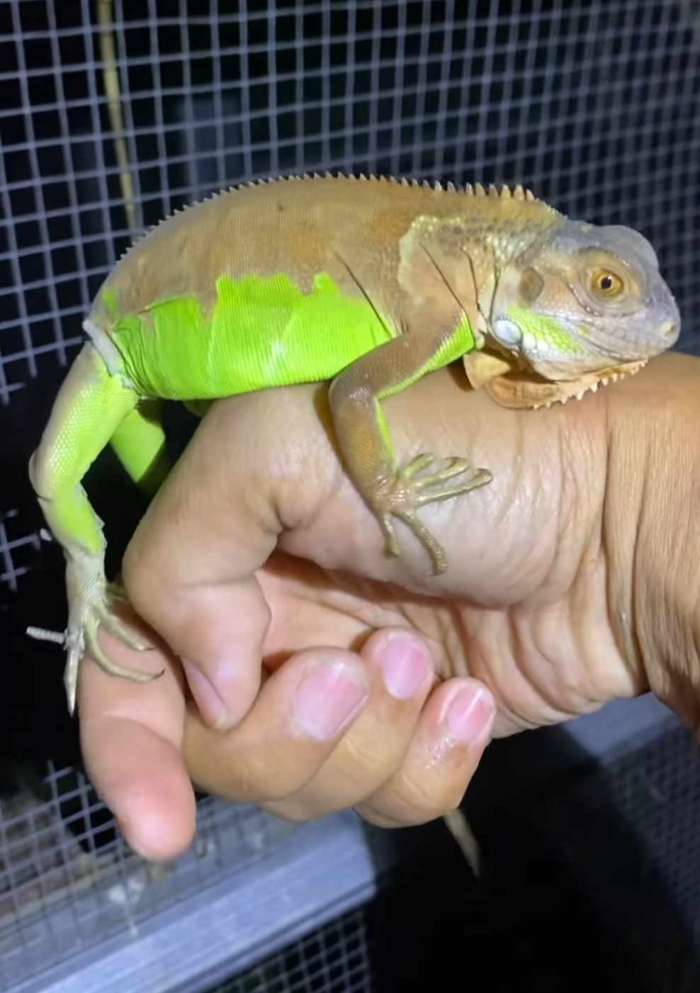 Green Iguana – Healthy & Vibrant
male - Image 2