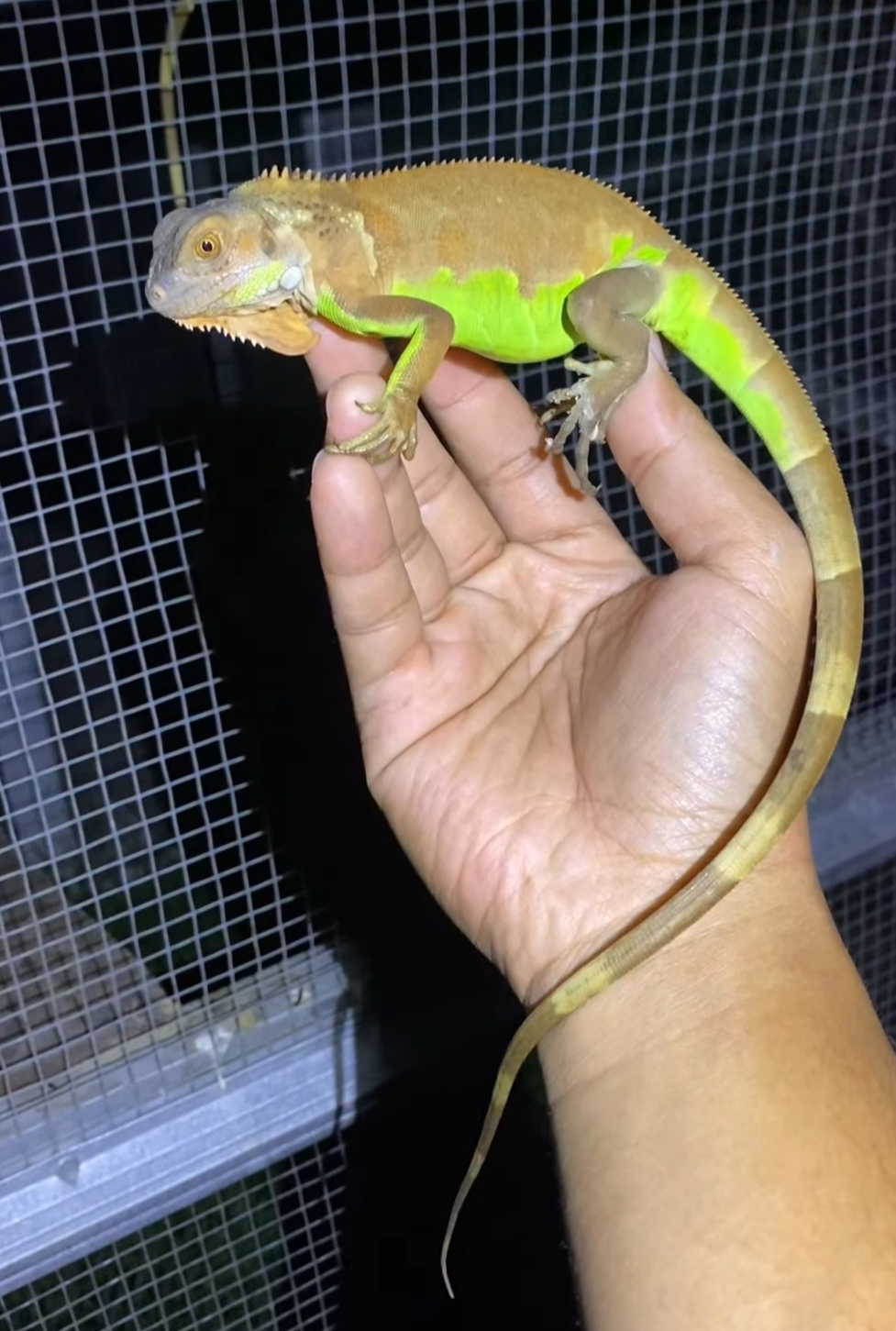 Green Iguana – Healthy & Vibrant
male - Image 3