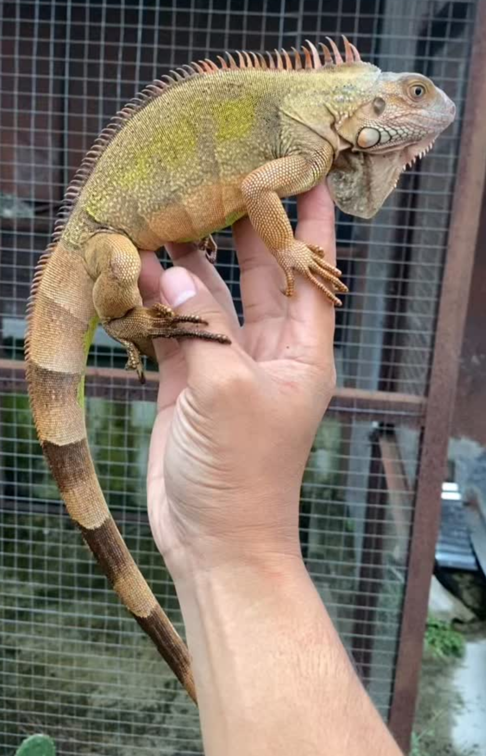 Red Iguana – Healthy Juvenile
Male - Image 3