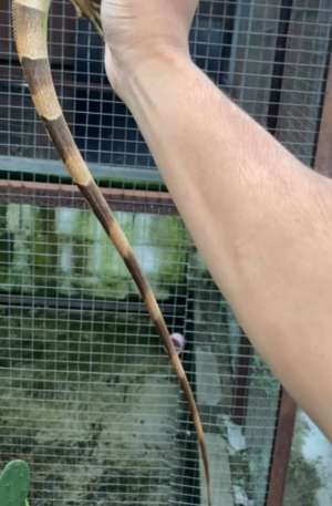 Red Iguana – Healthy Juvenile
Male