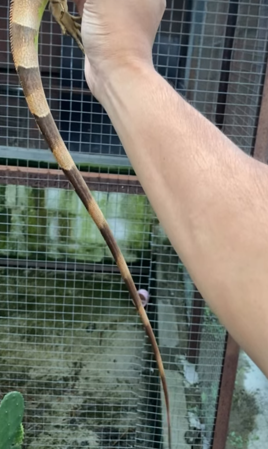 Red Iguana – Healthy Juvenile
Male
