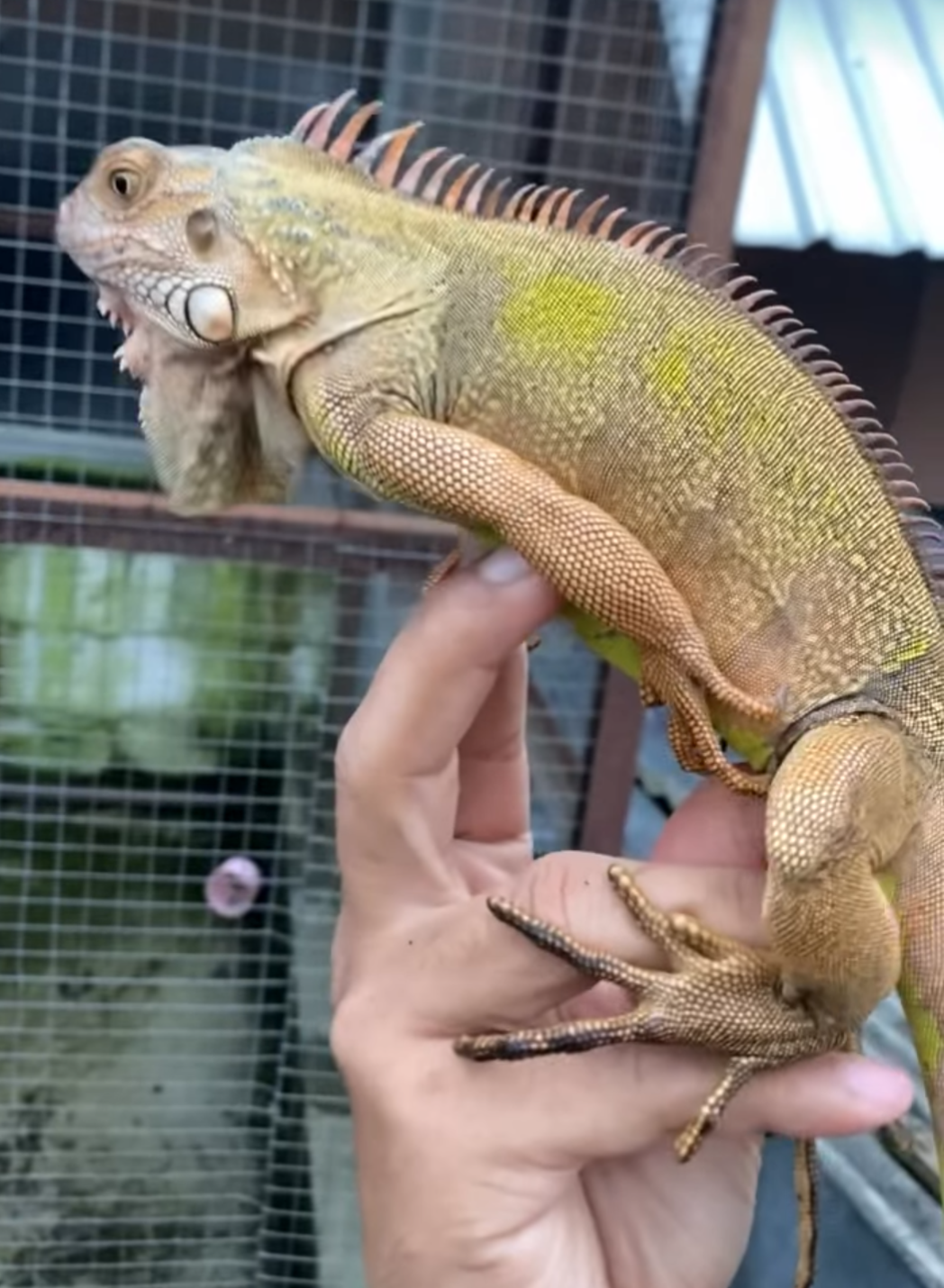 Red Iguana – Healthy Juvenile
Male - Image 2