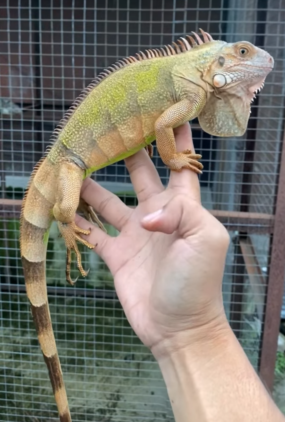 Red Iguana – Healthy Juvenile
Male - Image 4