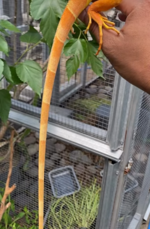 Female Orange Iguana – Vibrant, Healthy & Captivating