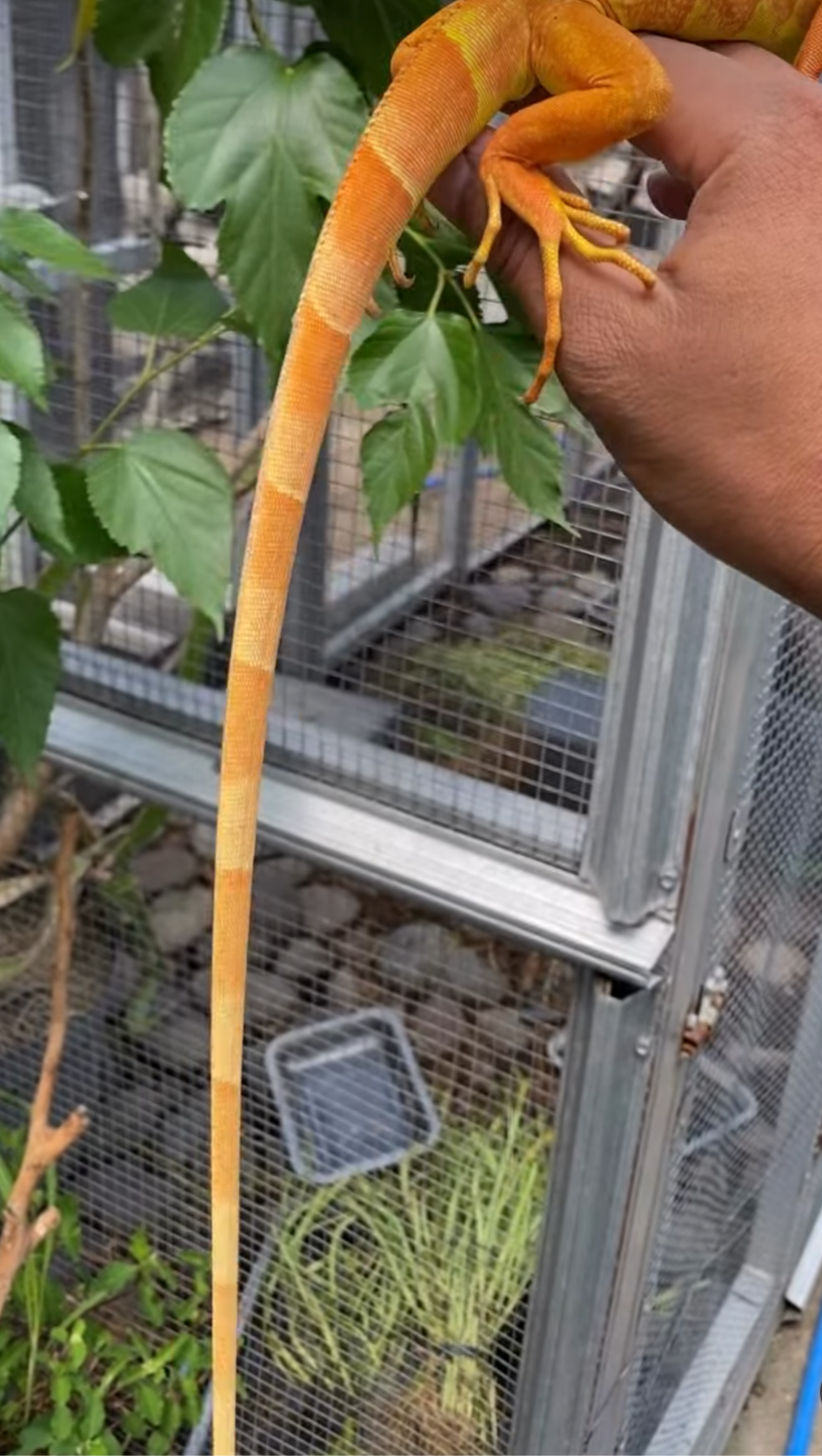 Female Orange Iguana – Vibrant, Healthy & Captivating