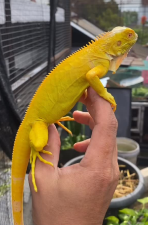 vibrant yellow