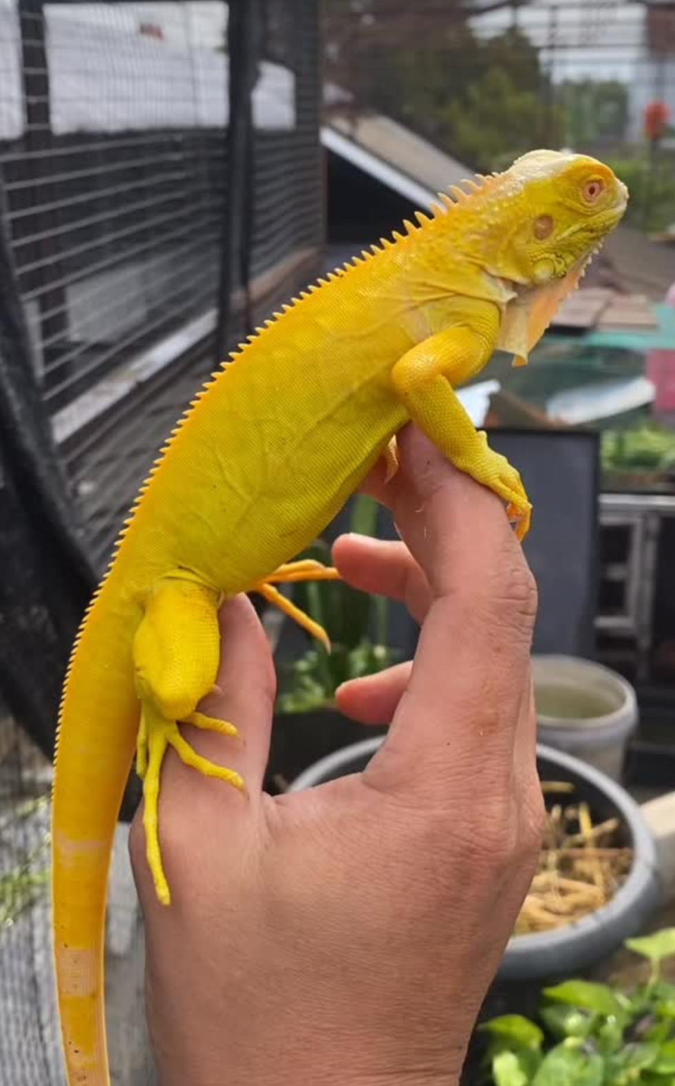 vibrant yellow