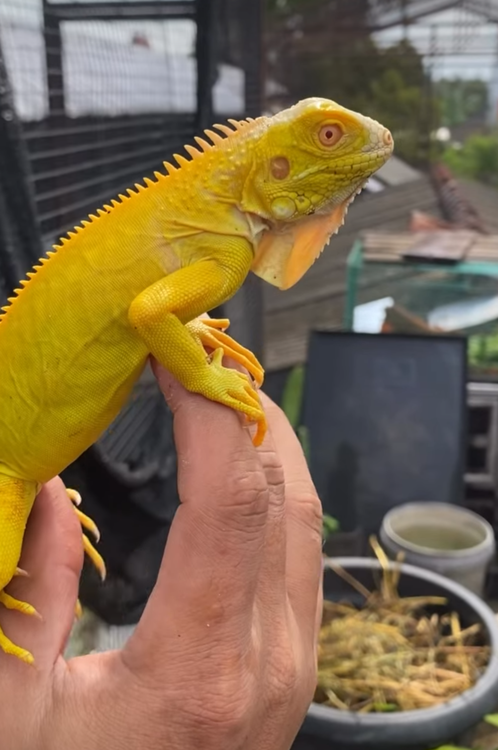 vibrant yellow - Image 2
