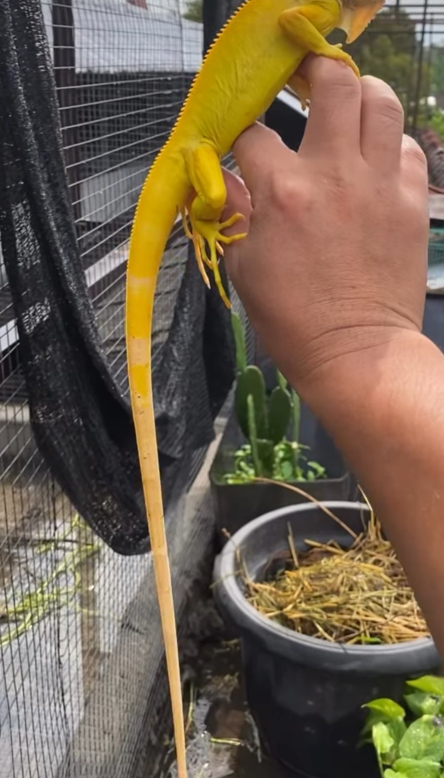 vibrant yellow - Image 3