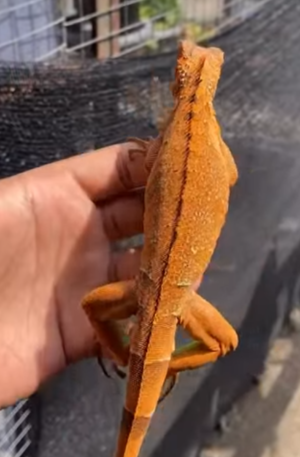 Female red morph green iguana