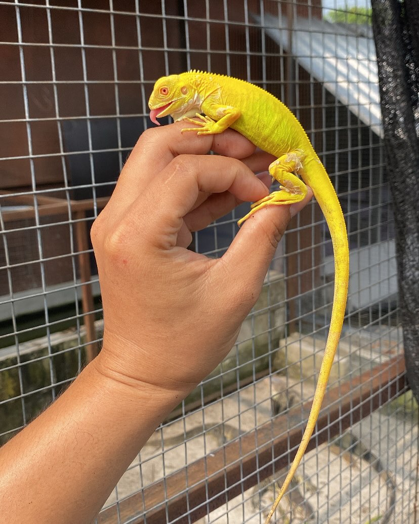 Female Vibrant Yellow iguana - Image 2