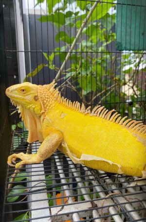 Female Vibrant Yellow iguana
