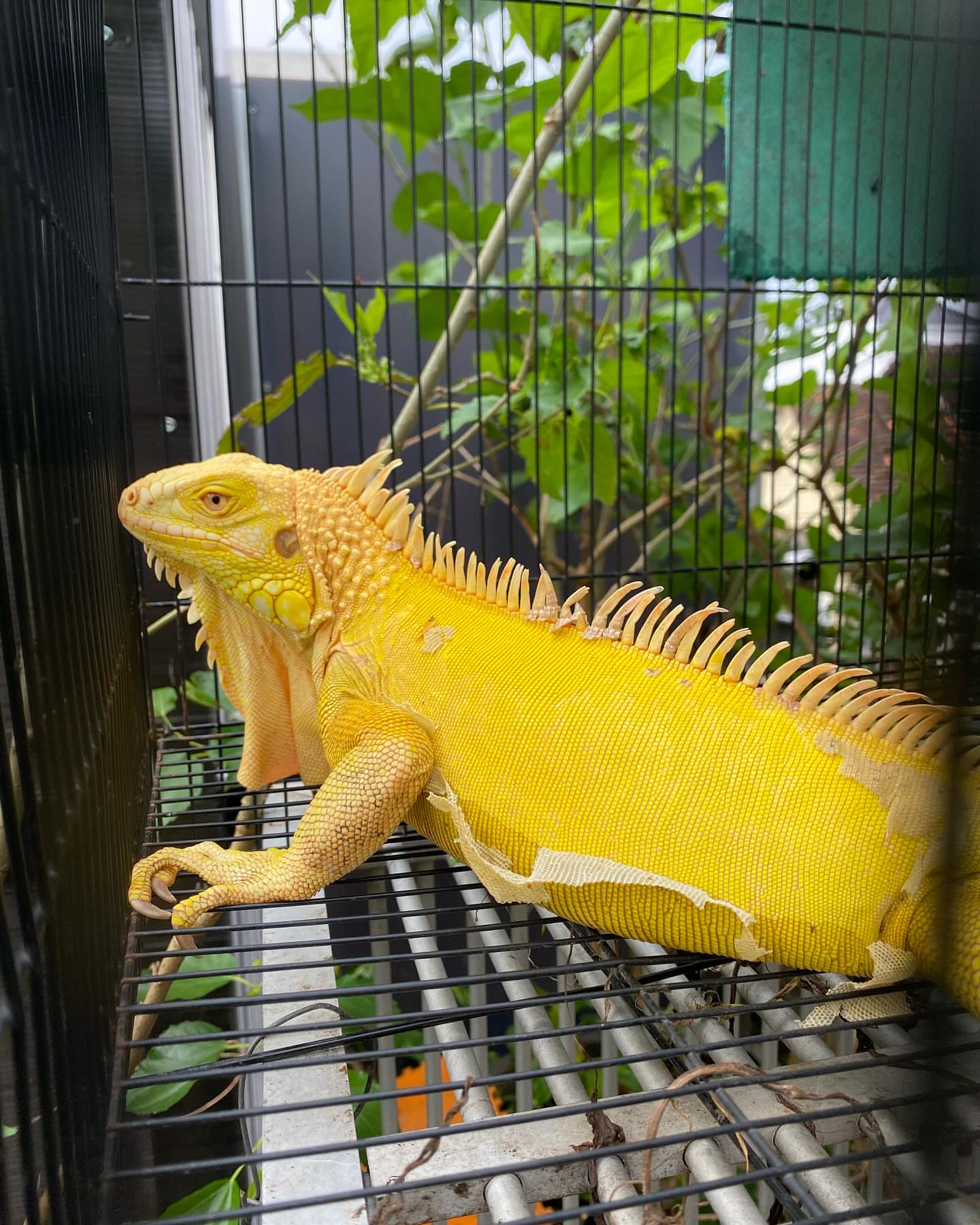 Female Vibrant Yellow iguana
