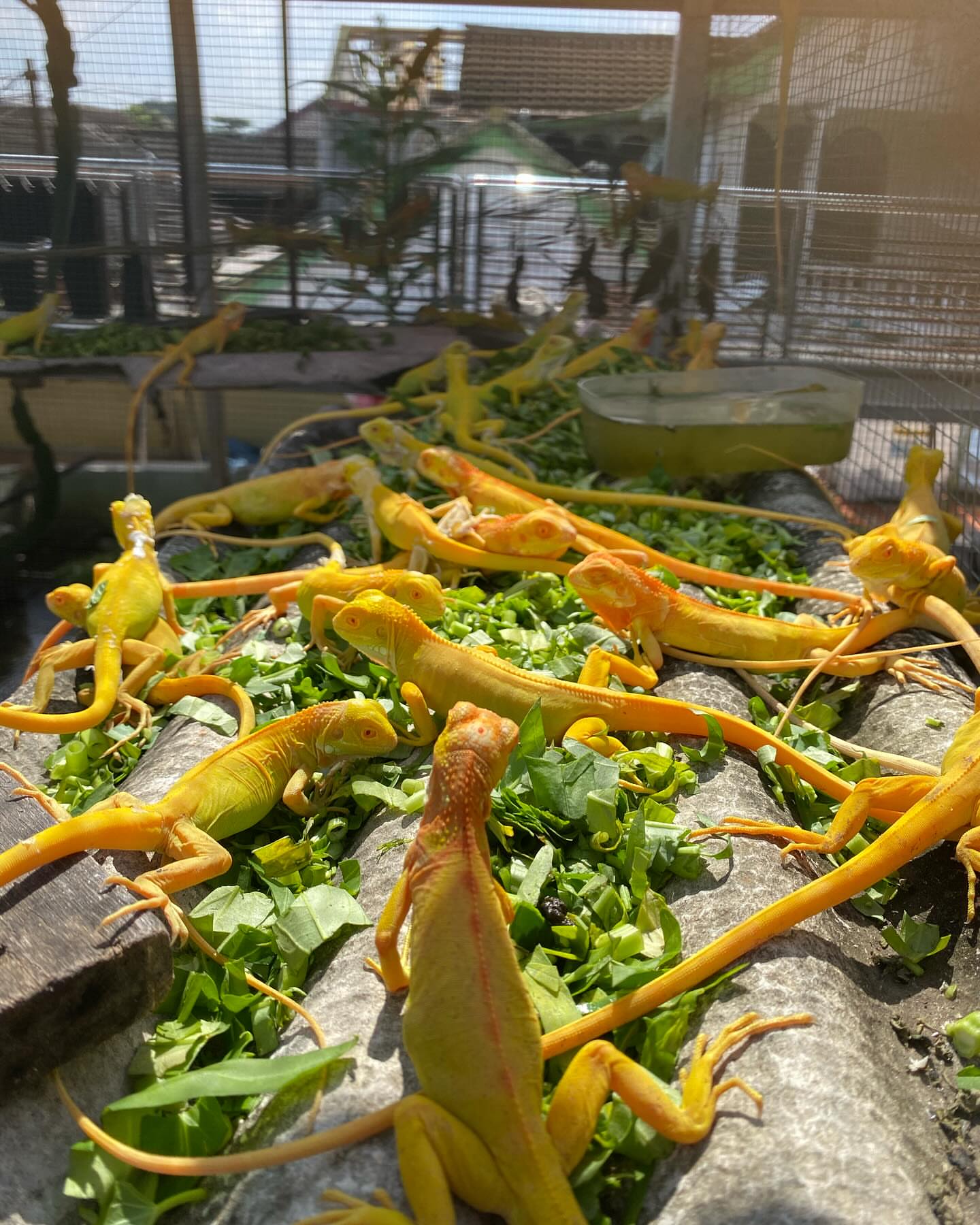 iguana