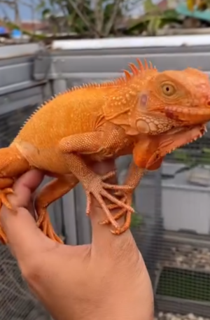 Super Orange Iguana – Vibrant, Healthy & Captivating