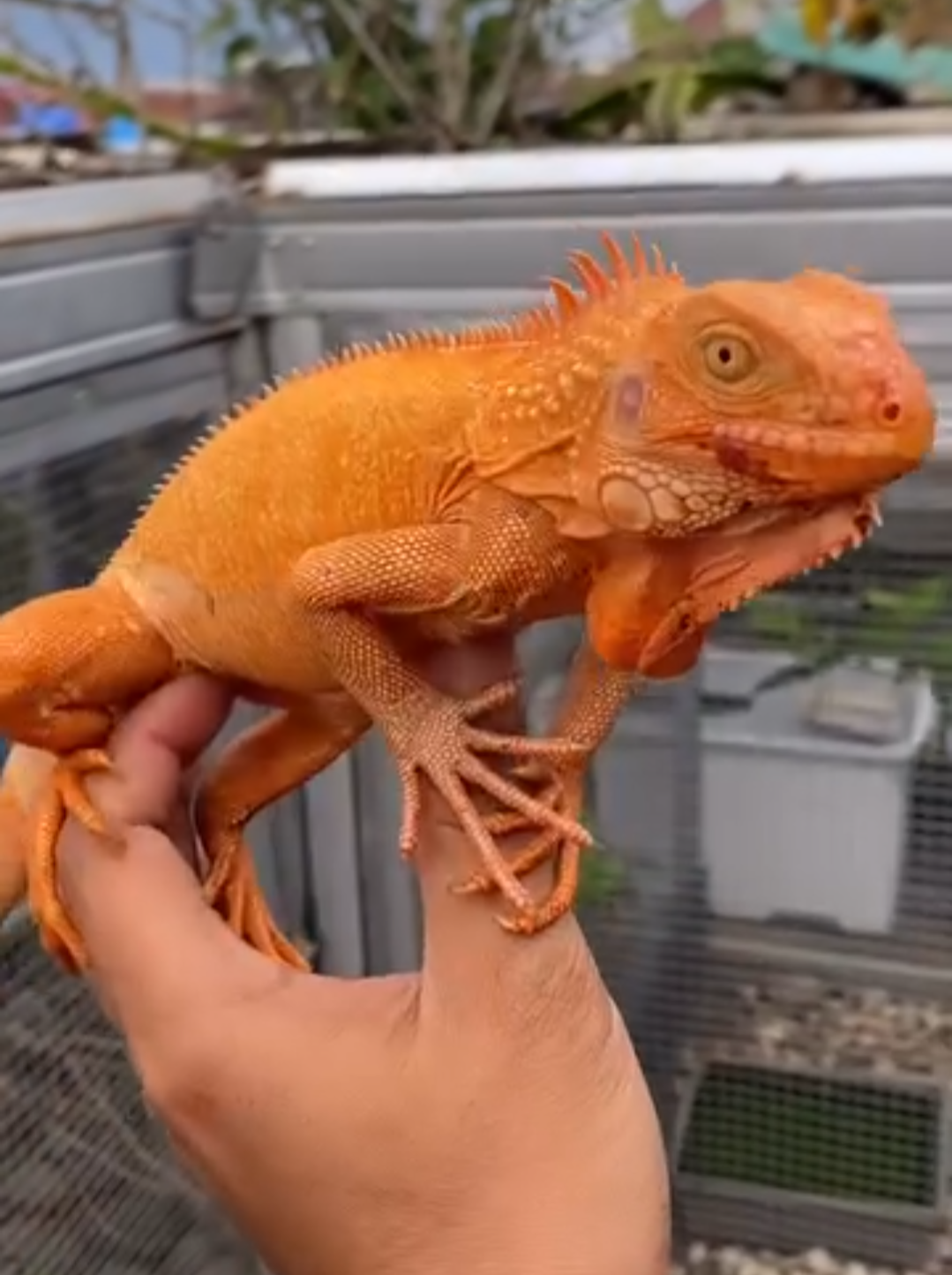 Super Orange Iguana – Vibrant, Healthy & Captivating