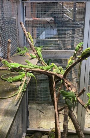 green iguana