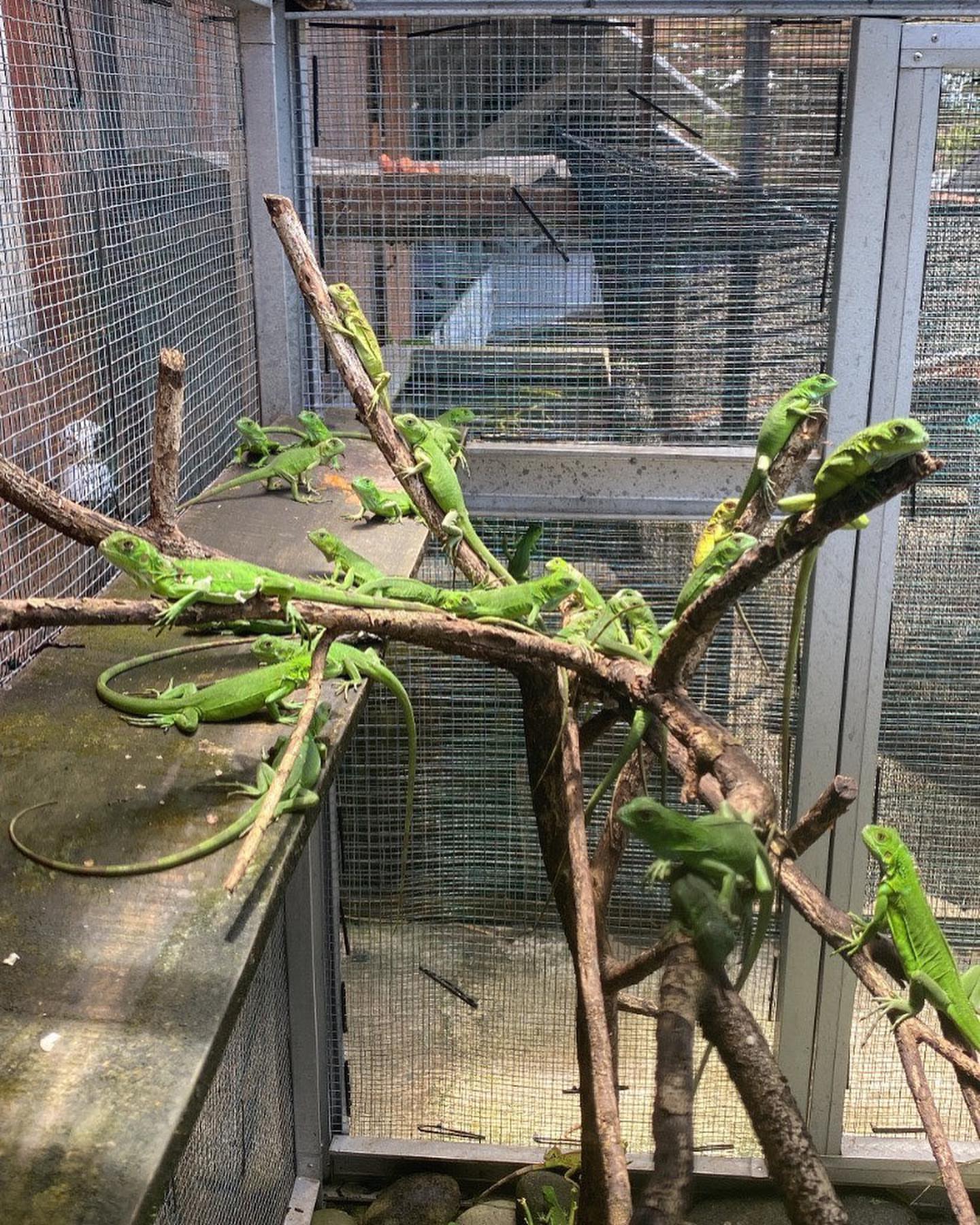 green iguana