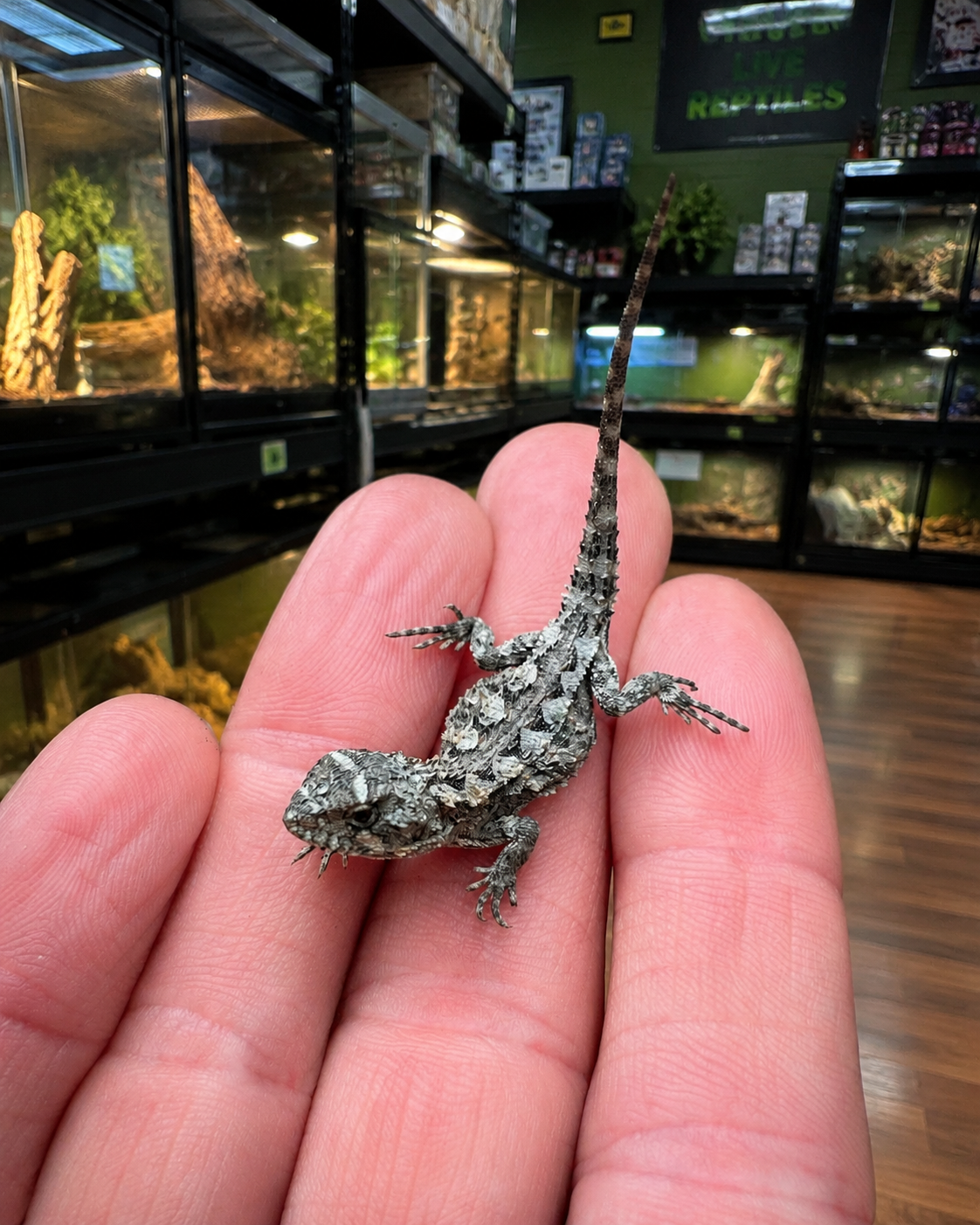 Mountain Dragons - Image 3