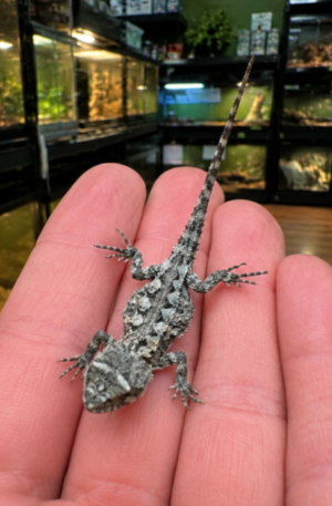 Mountain Dragons