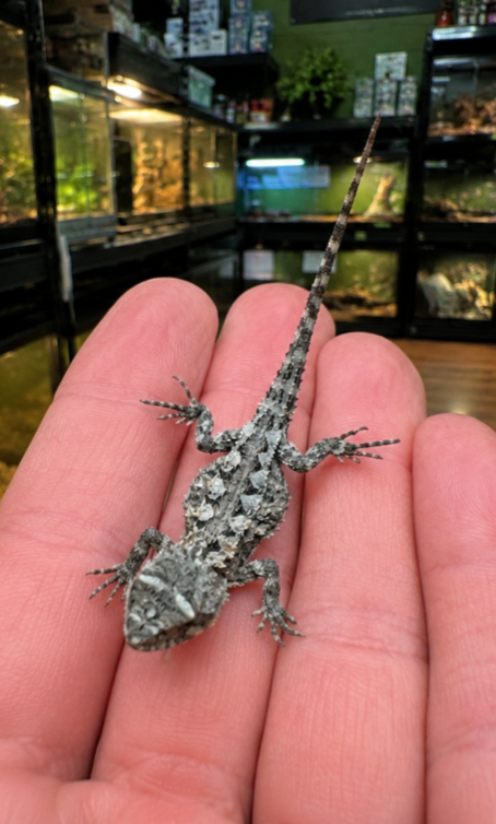 Mountain Dragons