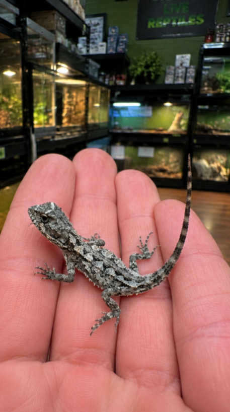 Mountain Dragons - Image 2