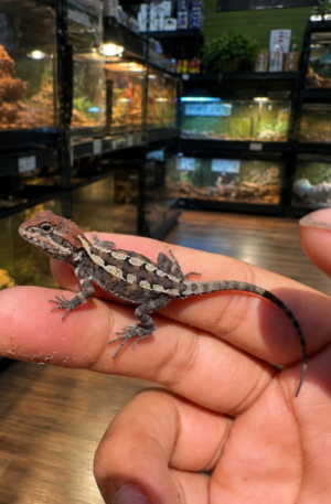 Baby Jacky Dragon (Captive-Bred)