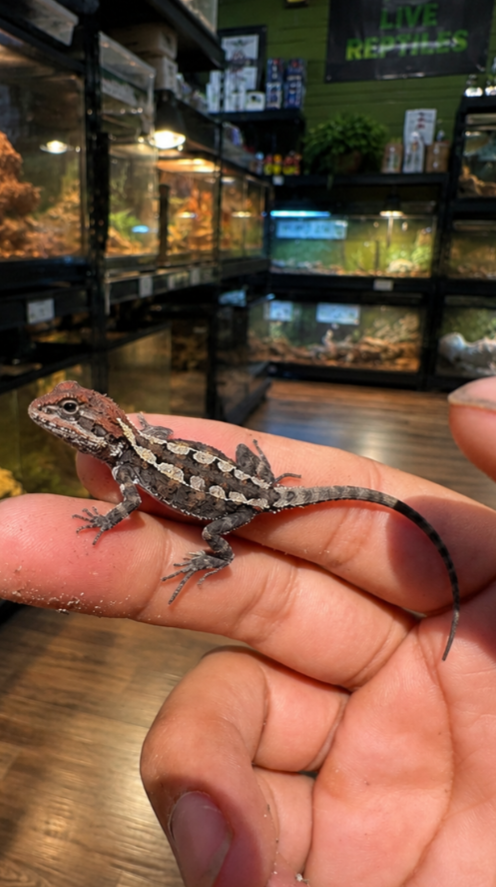 Baby Jacky Dragon (Captive-Bred)