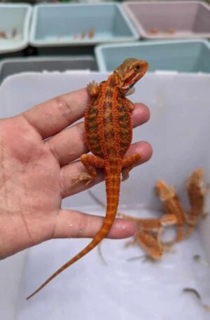 Fiery Red Baby Bearded Dragon