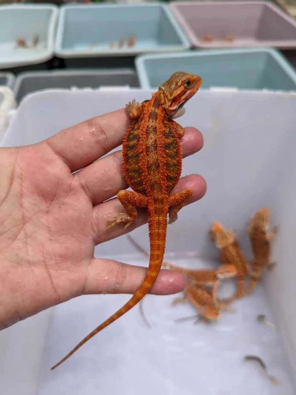 Fiery Red Baby Bearded Dragon