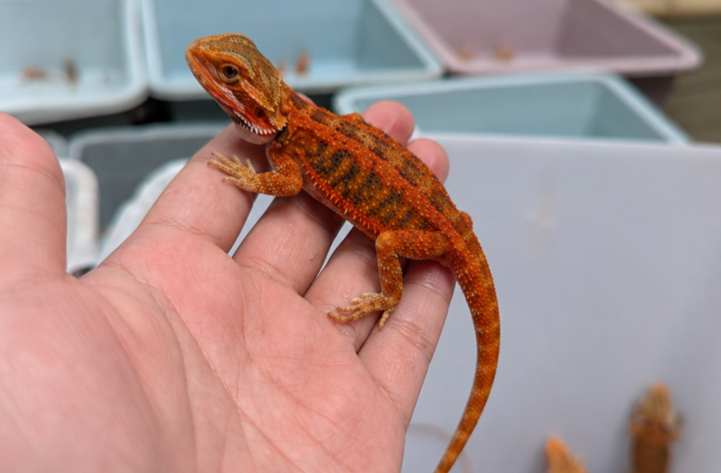 Fiery Red Baby Bearded Dragon - Image 2