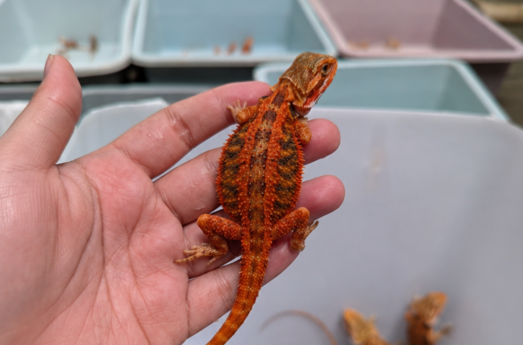 Fiery Red Baby Bearded Dragon - Image 3