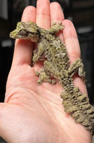Mossy Leaf-Tailed Gecko (Uroplatus sikorae)